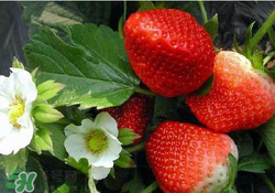 六月份還有草莓嗎？6月份的草莓能吃嗎？