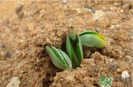 6月份可以種西瓜嗎？六月份還能種西瓜嗎？