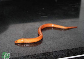 坐高鐵可以帶黃鱔嗎？活黃鱔能上高鐵嗎？