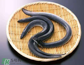 坐高鐵可以帶黃鱔嗎？活黃鱔能上高鐵嗎？