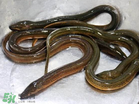 坐高鐵可以帶黃鱔嗎？活黃鱔能上高鐵嗎？