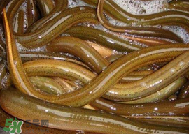 黃鱔可以帶上火車嗎？黃鱔能過(guò)安檢嗎？