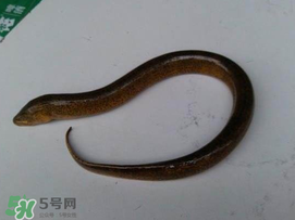 黃鱔可以帶上火車嗎？黃鱔能過(guò)安檢嗎？