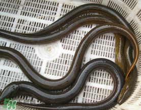 黃鱔可以帶上火車嗎？黃鱔能過(guò)安檢嗎？