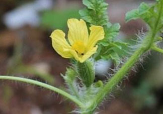 6月份可以種西瓜嗎？六月份還能種西瓜嗎？