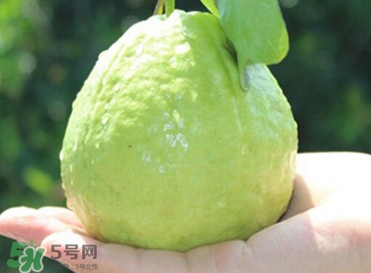 番石榴什么時候吃最好？番石榴什么季節(jié)吃最好