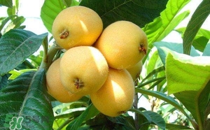 孕婦怎么吃枇杷好？孕婦能吃枇杷膏嗎？