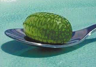 迷你拇指西瓜怎么種？迷你西瓜種植方法