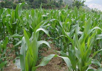 六月份可以種玉米嗎？六月份種玉米晚嗎？
