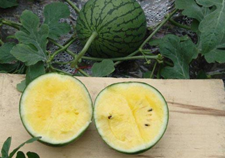 特小鳳西瓜多少錢一斤2017？特小鳳西瓜價(jià)格