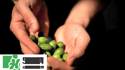 世界上最小的西瓜  迷你西瓜多少錢一個？