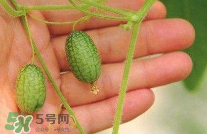 迷你西瓜種子哪兒有賣？迷你西瓜種子哪里可以買