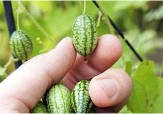 迷你西瓜種子哪兒有賣？迷你西瓜種子哪里可以買