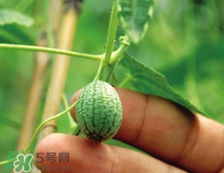 迷你西瓜是轉(zhuǎn)基因水果嗎？迷你西瓜是不是轉(zhuǎn)基因？