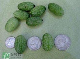 迷你西瓜是轉(zhuǎn)基因水果嗎？迷你西瓜是不是轉(zhuǎn)基因？