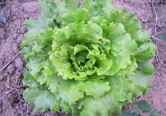 六月份可以種生菜嗎？夏天可以種生菜嗎？