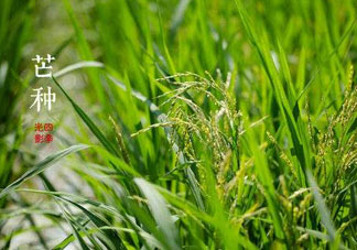 2017年芒種會下雨嗎？2017年芒種雨好嗎？