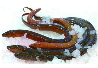 鱔魚死了多久不能吃？剛死的鱔魚能吃嗎？