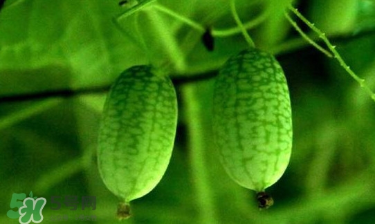 迷你西瓜種子哪兒有賣？迷你西瓜種子哪里可以買