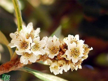 枇杷花怎么煲湯？枇杷花煲湯搭配什么最佳？