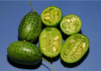 世界上最小的西瓜  迷你西瓜多少錢一個？