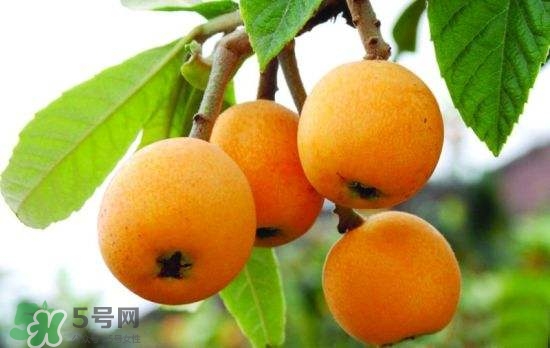 孕婦能吃枇杷嗎？孕婦吃枇杷對(duì)胎兒好嗎？