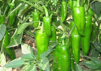 六月份可以種辣椒嗎？辣椒幾月份播種？