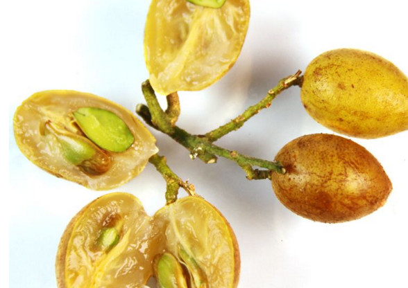 黃皮果有多少種顏色？黃皮果核有什么用處嗎