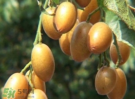 雞心黃皮幾年才掛果？雞心黃皮如何種植管理