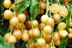 怎么腌制黃皮果？黃皮果的腌制方法