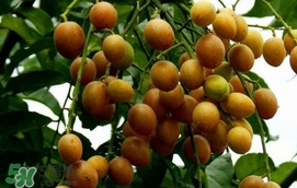 黃皮果怎么扦插？黃皮果種植技術