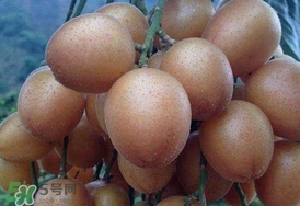 黃皮果怎么保存？黃皮果如何保存