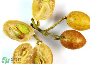 黃皮能放冰箱嗎？黃皮可以放冰箱保鮮幾天？