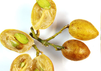 黃皮果有多少種顏色？黃皮果核有什么用處嗎