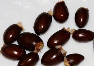 荔枝核有毒嗎？荔枝核能吃嗎