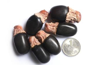 荔枝核能治糖尿病嗎？荔枝核可以降血糖嗎