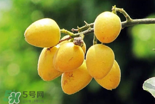 雞心黃皮幾年才掛果？雞心黃皮如何種植管理