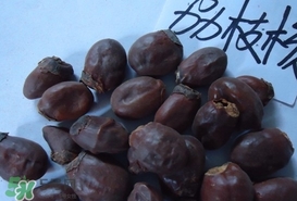 荔枝核怎么吃？荔枝核的功效與作用