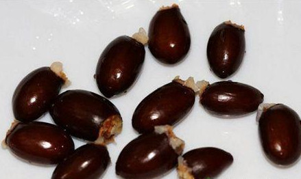 荔枝核有毒嗎？荔枝核能吃嗎