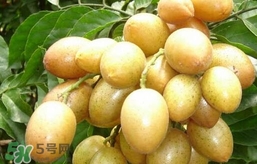 黃皮果怎么扦插？黃皮果種植技術