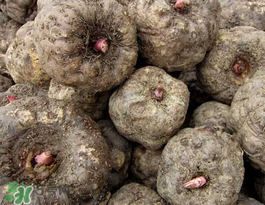 魔芋可以放冰箱嗎？魔芋能放冰箱冷藏嗎？