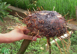 魔芋可以放冰箱嗎？魔芋能放冰箱冷藏嗎？