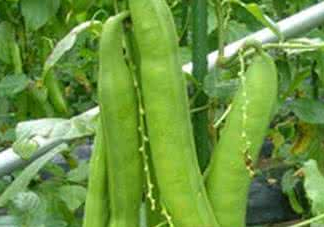 刀豆什么時(shí)候播種？刀豆幾月份播種