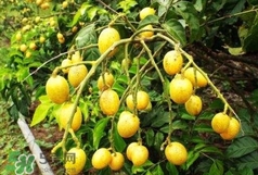 黃皮果可以泡酒嗎？黃皮果泡酒有什么作用