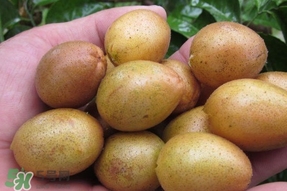 無核黃皮是轉(zhuǎn)基因嗎？無核黃皮和雞心黃皮哪個(gè)好