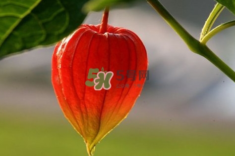 姑娘果多少錢一斤2017？姑娘果哪里有賣