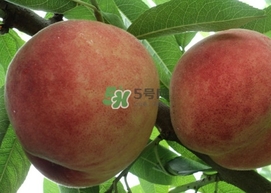 紅不軟桃?guī)自路莩墒?？紅不軟桃什么時候成熟