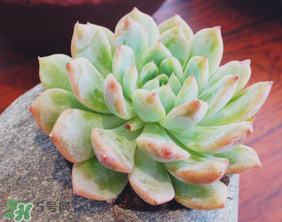 六月份可以買多肉嗎？六月可以種多肉嗎？