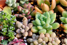 六月份可以買多肉嗎？六月可以種多肉嗎？