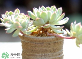 六月份可以買多肉嗎？六月可以種多肉嗎？